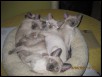 2010 VENUS KITTENS Room for one more